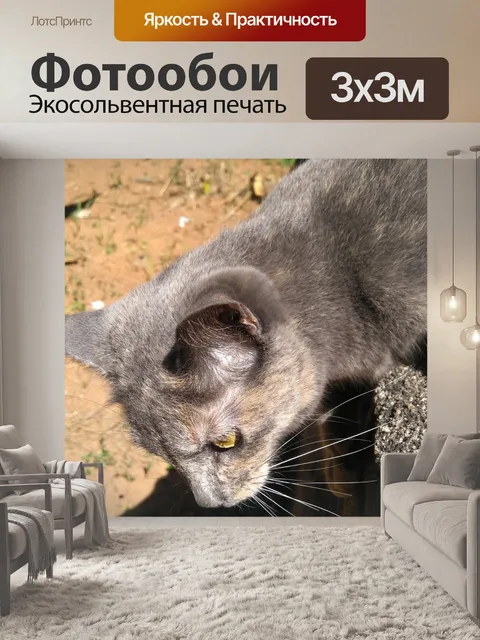 Фотообои Кошка
