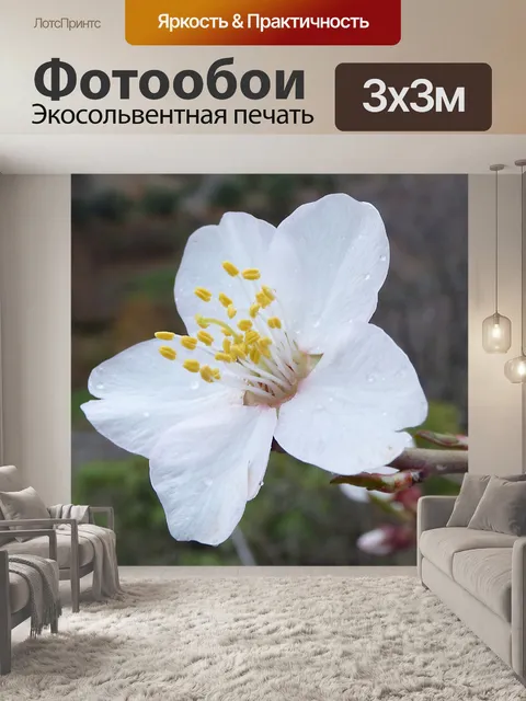 Фотообои Миндальное дерево