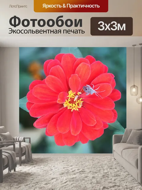 Фотообои Хризантема