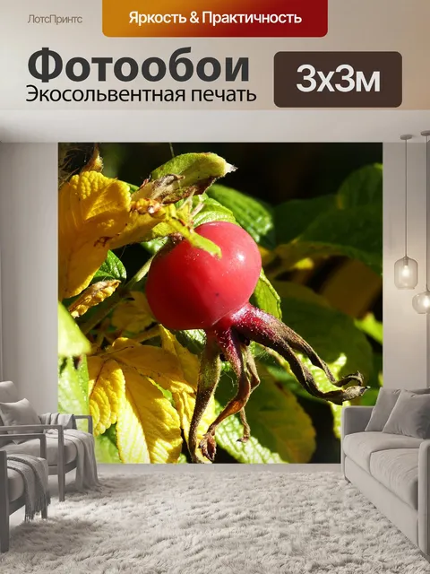 Фотообои Шиповник