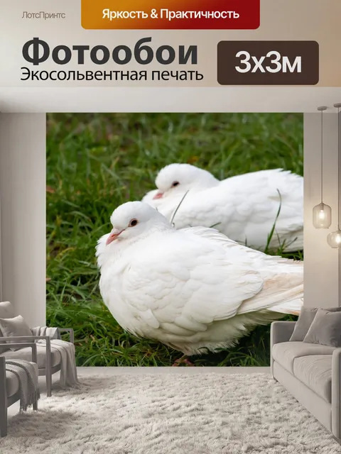 Фотообои Голуби, белые голуби, птица