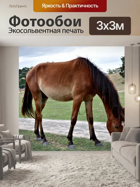 Фотообои Лошадей