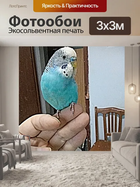 Фотообои Попугай мужской