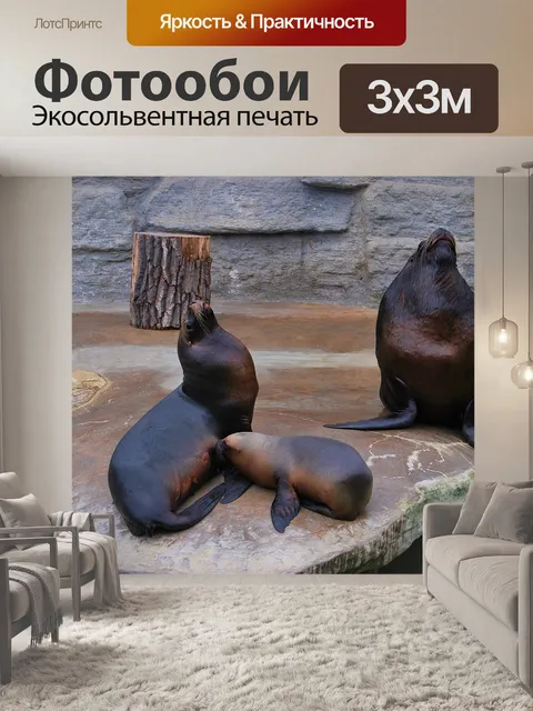 Фотообои Морской котик