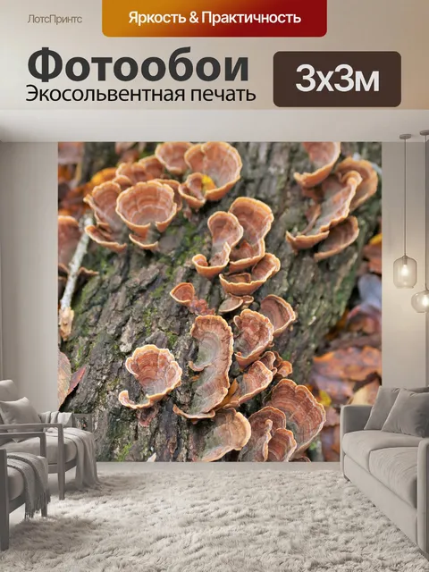 Фотообои Ложные турецкие хвостовые грибы