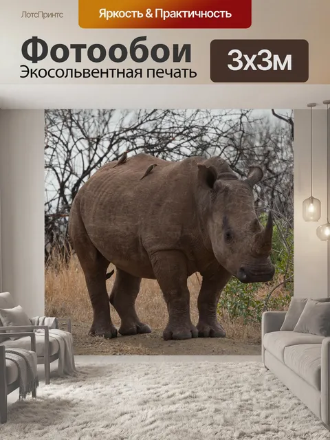 Фотообои Носорог