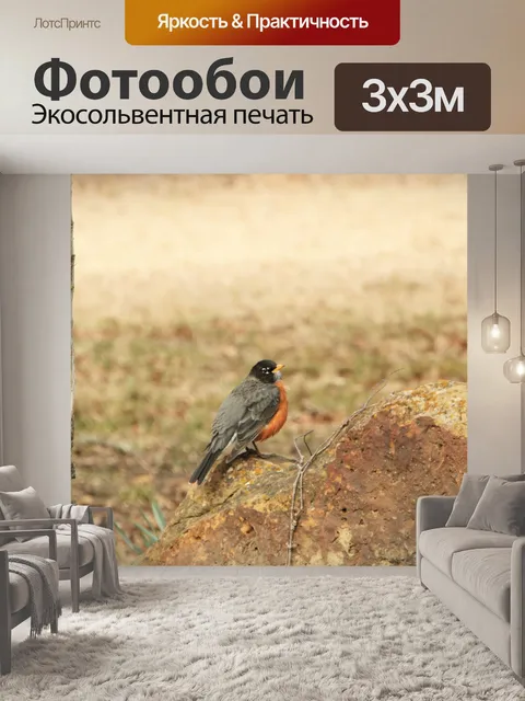 Фотообои Американский Робин сидел на скале