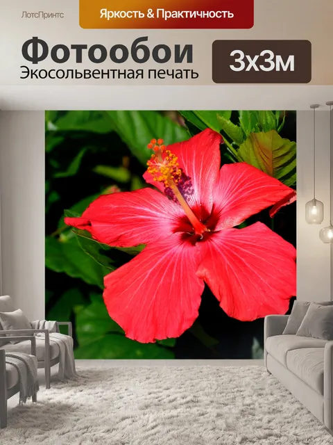 Фотообои Цветок гибискуса