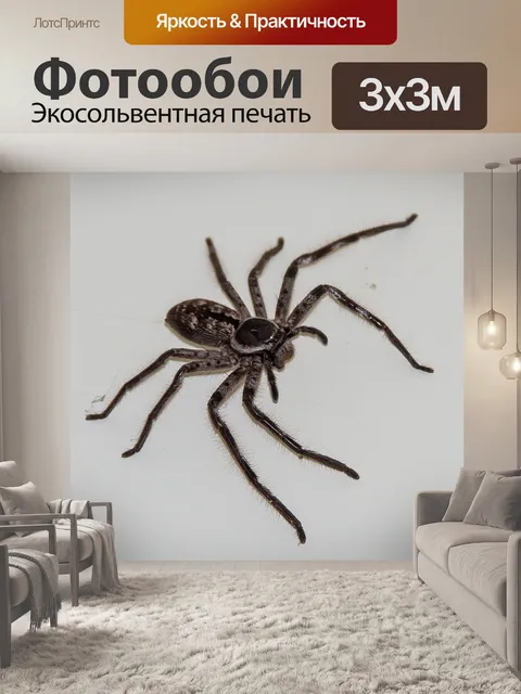 Фотообои Охотник паук