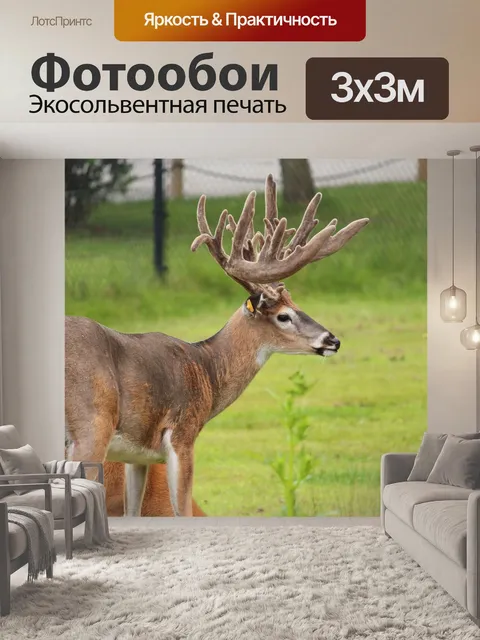 Фотообои Белый хвост оленя