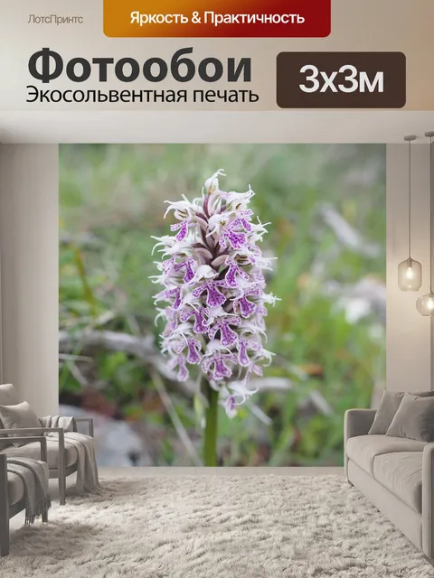 Фотообои Молочно-белая орхидея