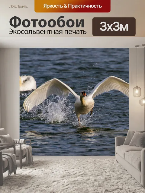 Фотообои Лебедь взлетает