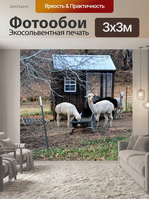 Фотообои Альпаки на заднем плане