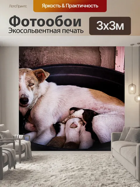 Фотообои Собаки