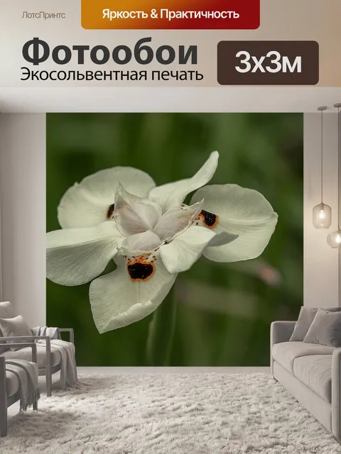 Фотообои Цветок