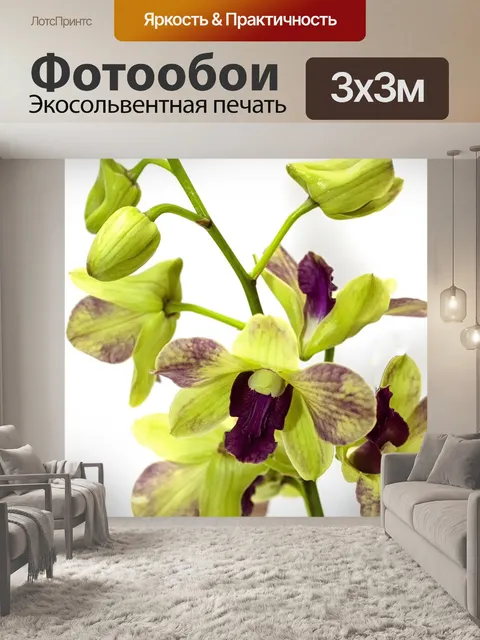 Фотообои Орхидея