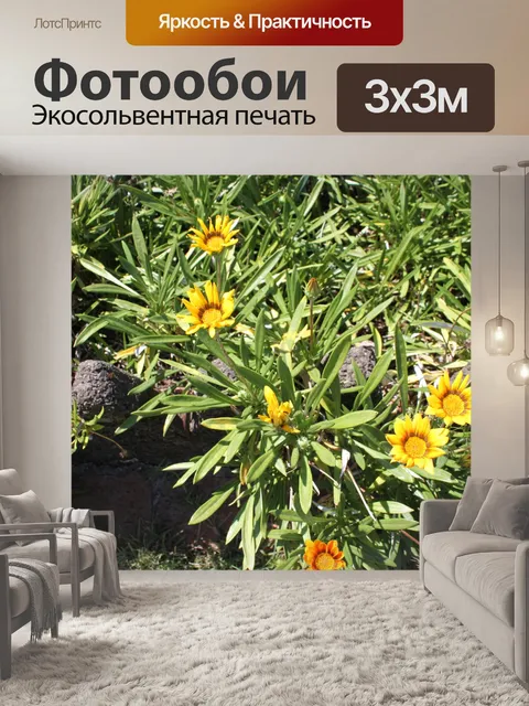 Фотообои Желтый цветок ромашка цветет