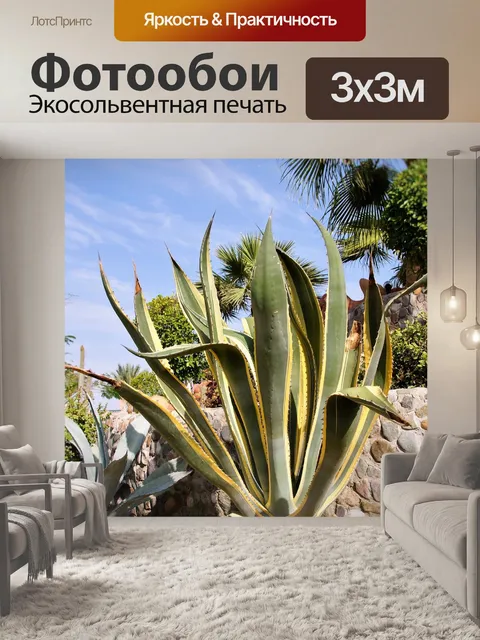 Фотообои Кактус
