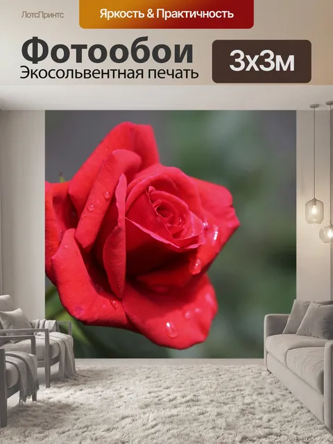 Фотообои Красная бархатная роза