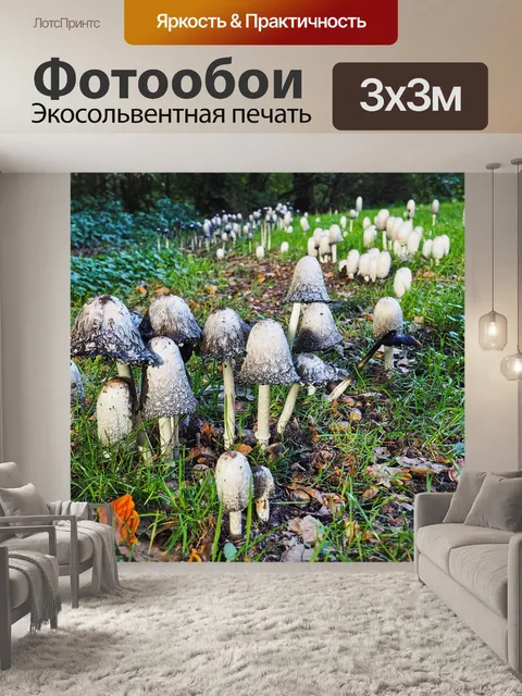 Фотообои Гриб