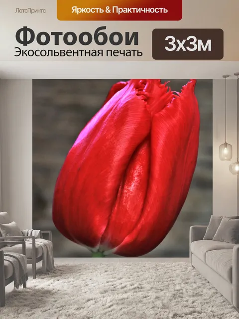 Фотообои Один красный тюльпан крупным планом