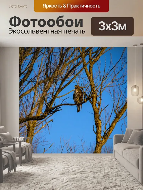 Фотообои Ястреб в дереве