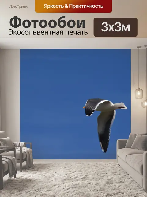 Фотообои Чайка в полете