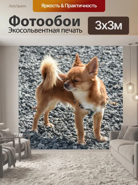Фотообои Собака