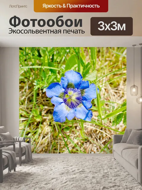 Фотообои Кластериус горечавка