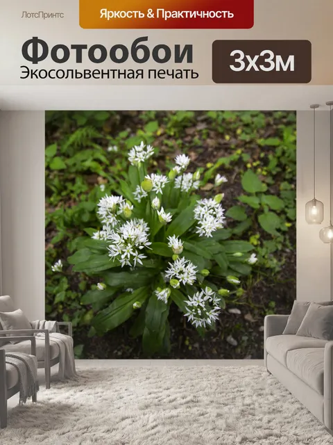 Фотообои Дикий чеснок
