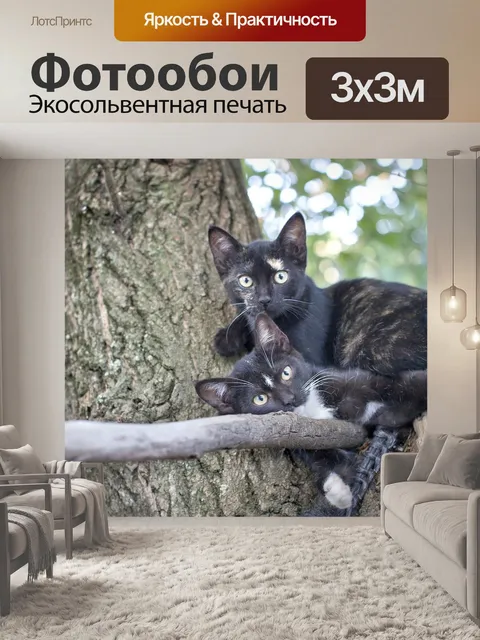 Фотообои Кошки