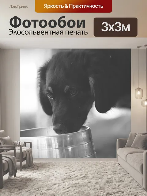 Фотообои Собака