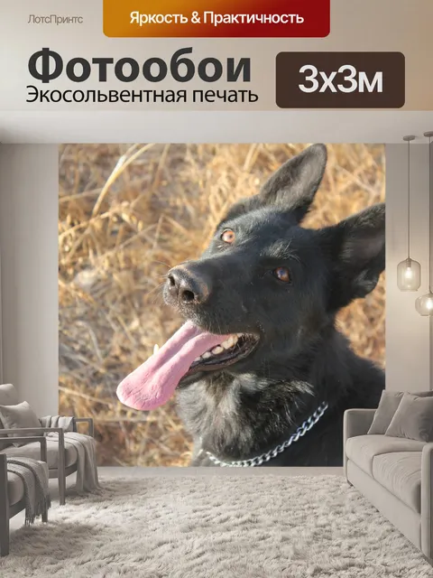 Фотообои Собака