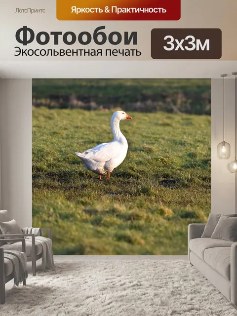 Фотообои Гусь