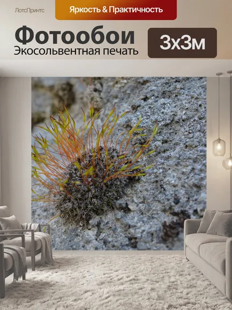 Фотообои Мох