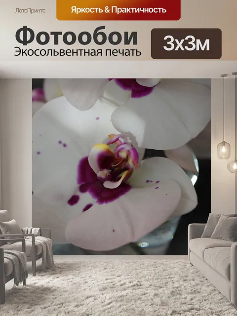 Фотообои Орхидея