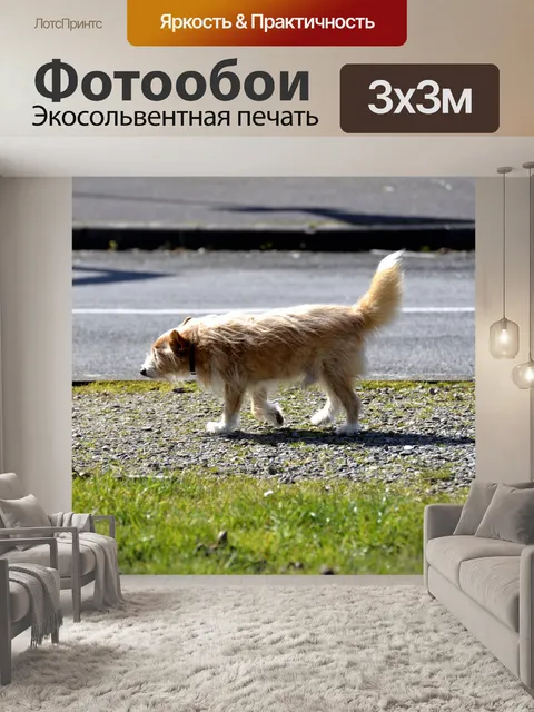 Фотообои Собака и его тень