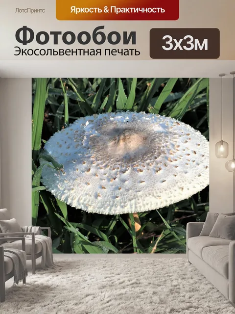 Фотообои Белая мухоморная шляпка мухомора крупным