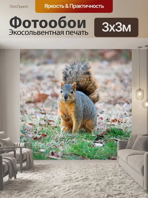 Фотообои Белка