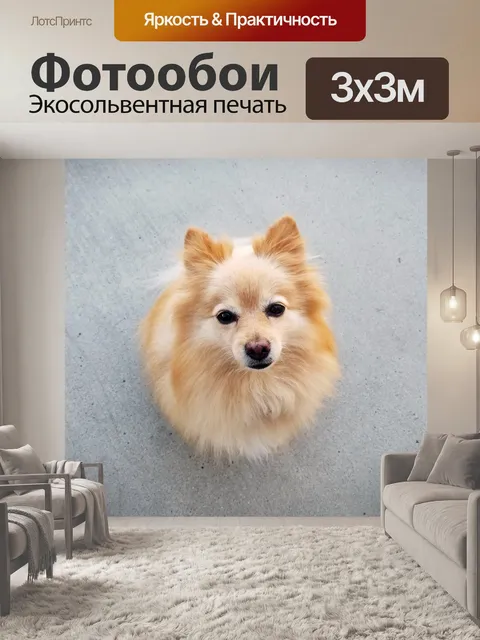 Фотообои Имбирь Померанская собака