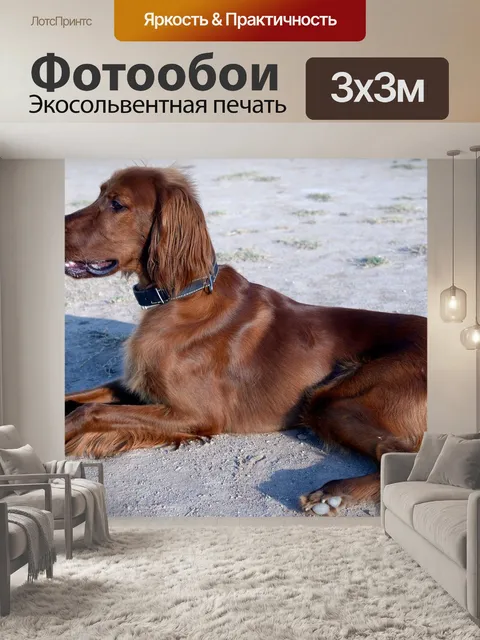 Фотообои Собака