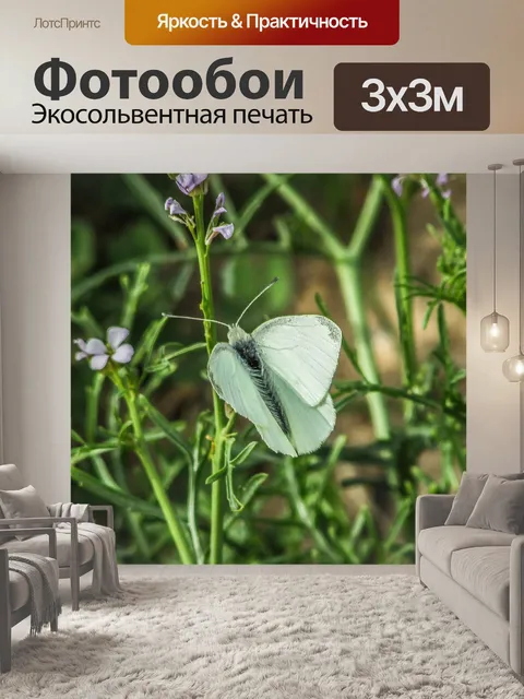 Фотообои Бабочка