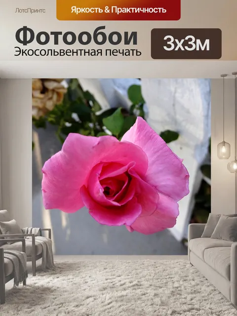 Фотообои Розовая роза