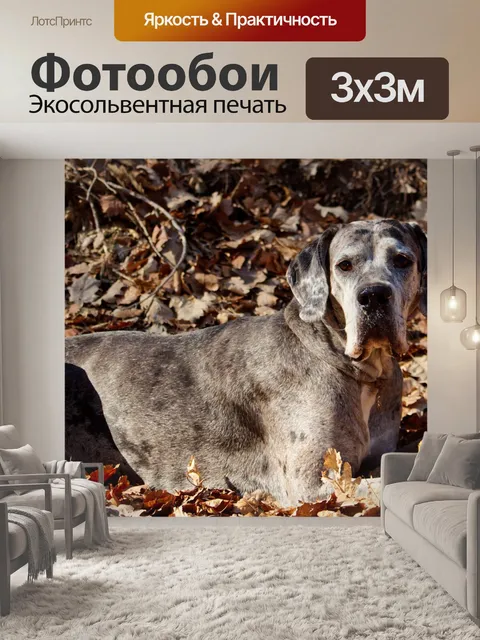 Фотообои Собака