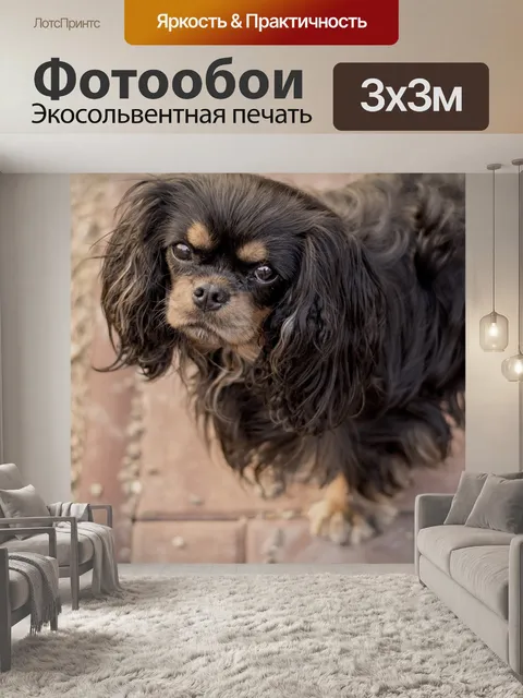 Фотообои Кавалер