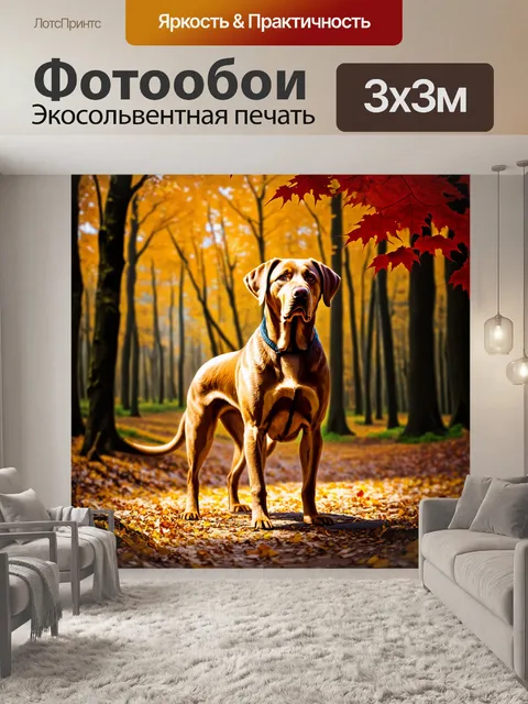 Фотообои изображение лабрадора