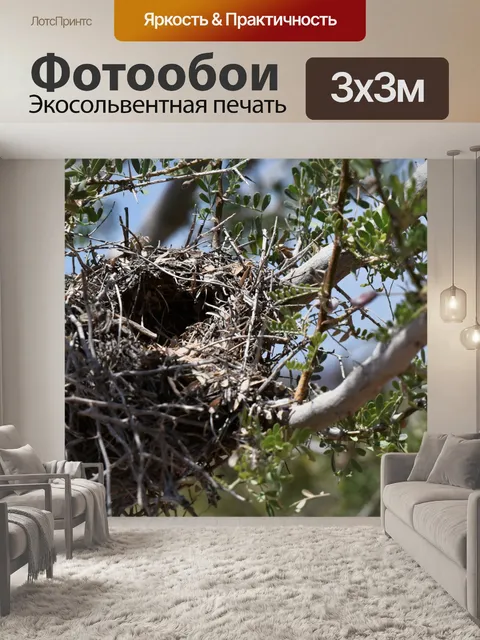 Фотообои Пустое гнездо птицы