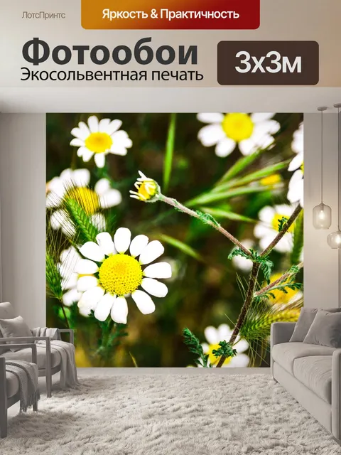 Фотообои Белые ромашки