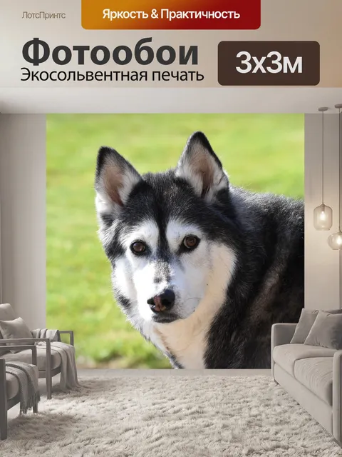 Фотообои Сибирский хаски