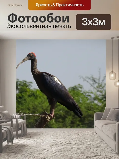 Фотообои Птица